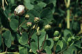 <center>
Emblème de l'île de Salina, la câpre en est le produit phare.<br>
Elle accompagne avec délice tous les plats de la cuisine<br>
éolienne, des hors-d'oeuvre à la viande en passant par<br>
les succulents plats de pâtes ! La câpre en étant le bouton,<br>
chaque fleur est une câpre non cueillie. Le fruit, ressemblant<br>
à un cornichon, a un goût moins prononcé et surtout, moins raffiné.
 câpre, ile de salina,eoliennes 